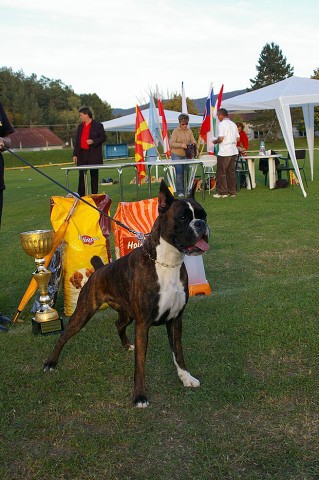 www.boxer-show.eu